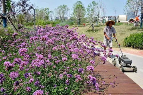 阜陽這個游園,預(yù)計(jì)月底開放