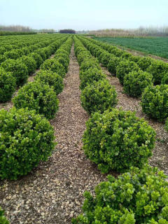 廊架施工、園林養護綠化、承接綠化工程綠化養護庭院設計