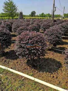 提供專業(yè)的園林綠化 園林綠化找誰施工好 柳州市鴻圖園林綠化有限責(zé)任公司