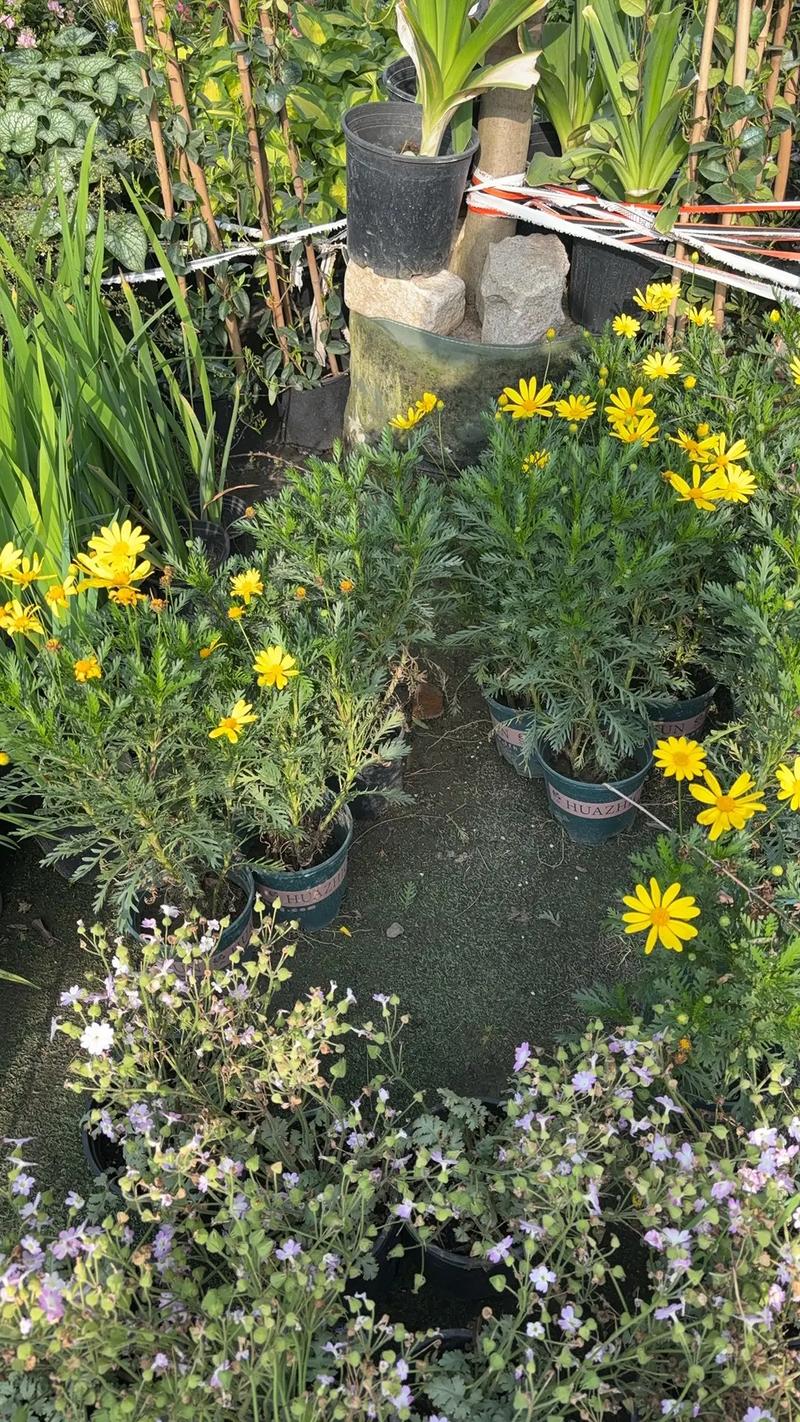 園林綠化工程苗木人 #全網(wǎng)搜索苗木有緣人 廠房綠化設(shè)計施工