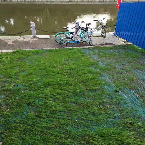 天津椰絲毯生產廠家 價格實惠屬我家