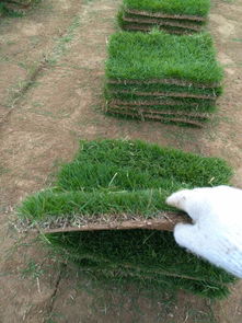 泰州臺灣青草皮施工廠家